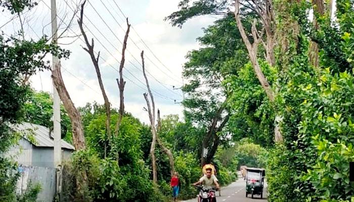 সড়কে মরা গাছ কুমিল্লার ৩ উপজেলা মানুষের কাছে এখন মরণ ফাঁদ