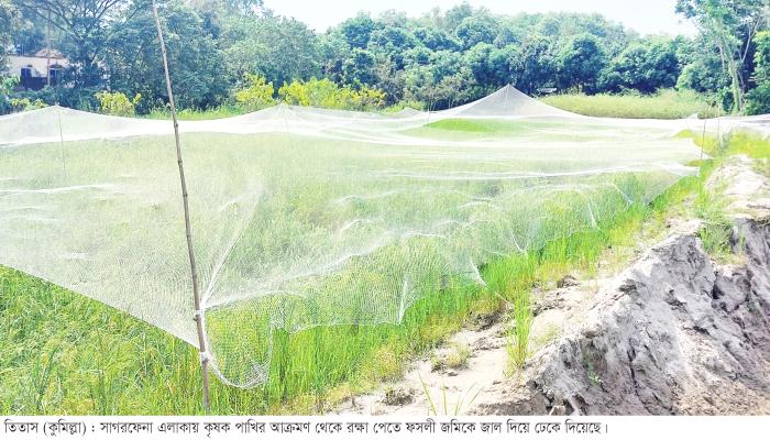 তিতাসে ধানক্ষেতে পাখির আক্রমণ বৃদ্ধি  ফসল রক্ষায় কৃষকদের জালের ঢাল
