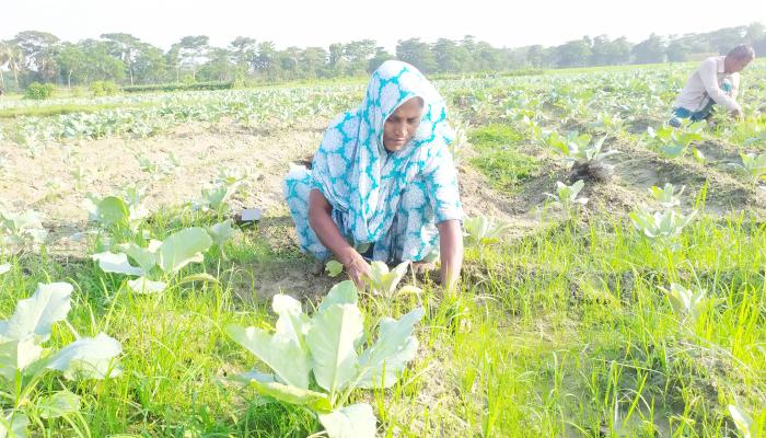 কৃষিকাজে বাড়তি আয়ের পথ করে   নিয়েছেন ব্রাহ্মণপাড়ার নারীরা