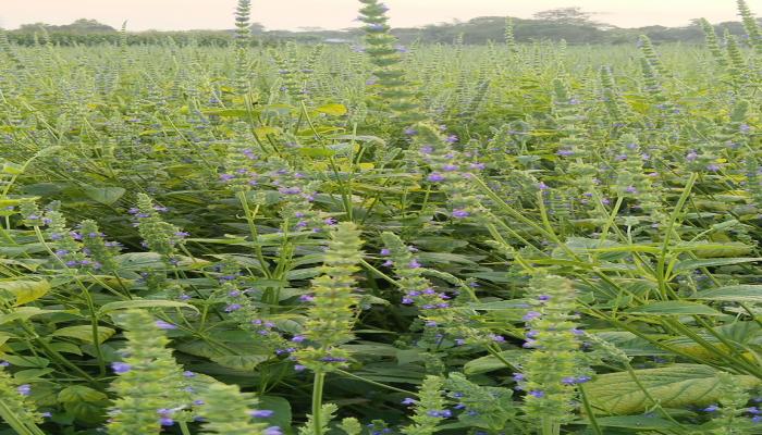 হোমনায়  প্রথমবারের মত চিয়া সিড   চাষ করে সফল কৃষক রফিকুল ইসলাম