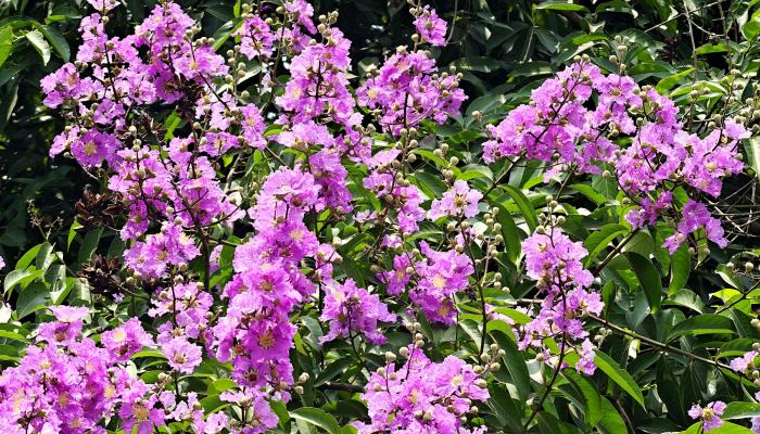 ব্রাহ্মণপাড়ায় জারুল ফুলে মুখরিত গ্রামীণ জনপদ