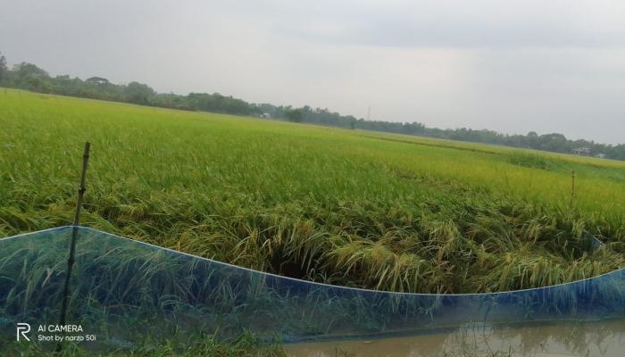 বুড়িচংয়ে বোরো ধানের বাম্পার ফলন কাল বৈশাখী ঝড় শীলা বৃষ্টিতে মাথায় হাত