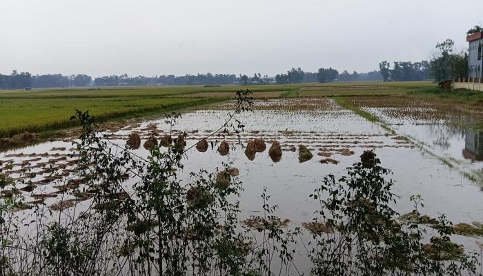 কালবৈশাখীর তাণ্ডব  ১৭৩৩ হেক্টর ধান পানিতে নিমজ্জিত