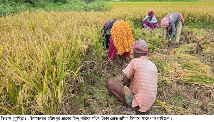 তিতাসে পাঁচশ টাকা মজুরিতে ধান কাটছে নারী শ্রমিকরা