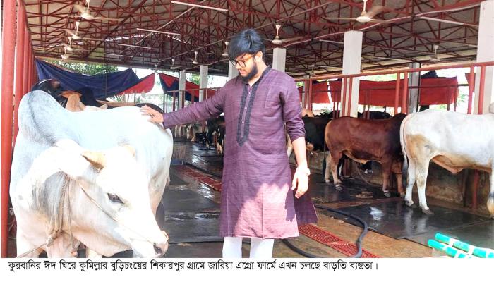 কুরবানীর পশু ঘিরে বুড়িচংয়ে এগ্রো ফার্মে  ব্যস্ত সময় কাটছে কুবি শিক্ষার্থীর
