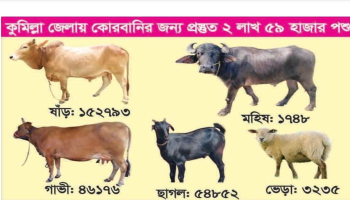 কুমিল্লায় কোরবানির জন্য প্রস্তুত পাঁচ ধরণের পশু