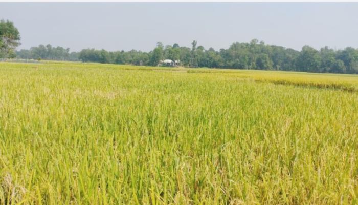 দুই মণ ধানে একজন শ্রমিক