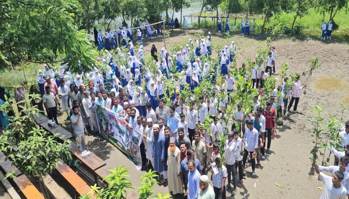 সবুজ পৃথিবীর প্রত্যয়ে ব্রাহ্মণপাড়ায় ৫০০ গাছের চারা বিতরণ