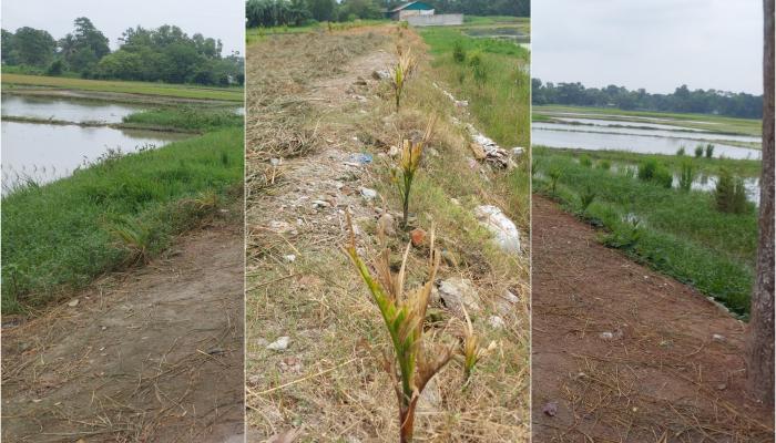 শিকারপুরে রাস্তার পাশে রোপন করা গাছের চারায় বিষাক্ত কীটনাশক দিল দুর্বৃত্তরা