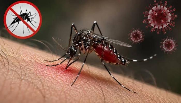 কুমিল্লায় ডেঙ্গু আক্রান্ত ৩১৩৩, হাসপাতালে ভর্তি ৭৩ জন
