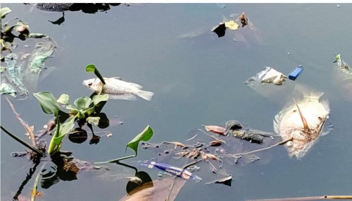 কুমিল্লার উজির দিঘী পরিণত হয়েছে স্থানীয় ময়লা-আবর্জনার কুপে:মরছে মাছ ও জলজ প্রাণী